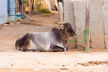 Fototapeta premium Indian cow lies on the ground, Puttaparthi, Andhra Pradesh, India. Copy space for text.