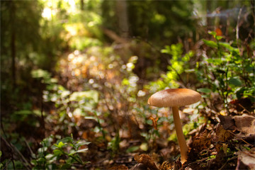 Sunny Autumn forest mushroom 
