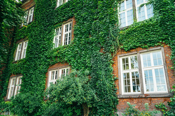 Fototapeta na wymiar Old brick building full frame overgrown with ivy