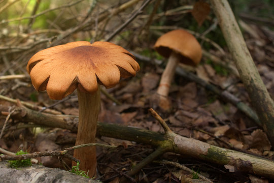 Flower shaped mushroom in autumn forest