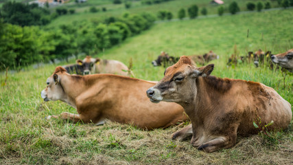 Cattle Livestock