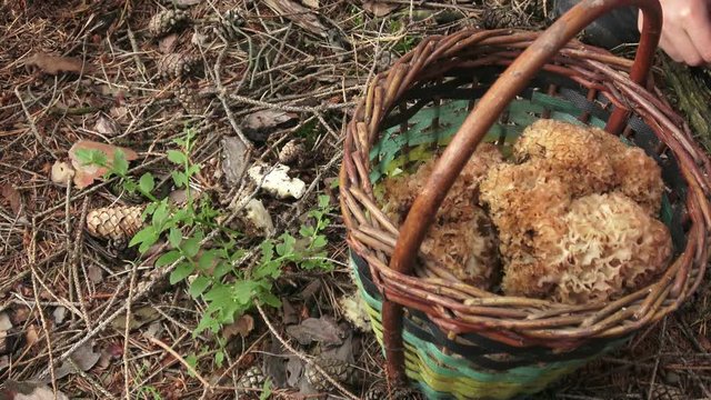 Edible mushrooms ( Sparassis crispa) in the basket