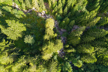 alberi - vista aerea