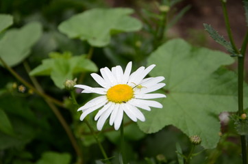 green spader and white flower