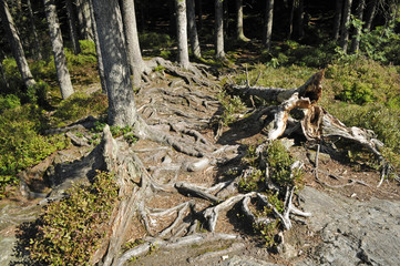 baumwurzeln im wald