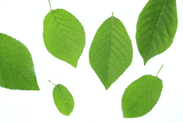 Fototapeta premium green leaves on white background.