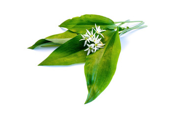 bärenlauch, bärlauch, bärlauchblätter, bärlauchblüte 

isoliert freigestellt auf weißen...