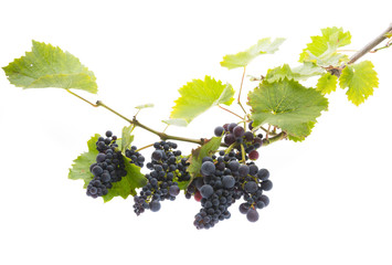 red grapes on a branch with leaves isolated on a white background