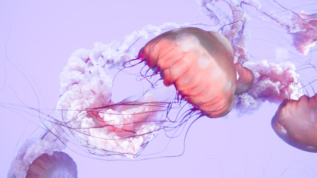 Pink Jellyfish