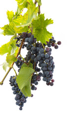 red grapes on a branch with leaves isolated on a white background