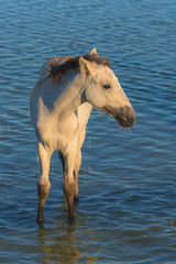 Obraz na płótnie Canvas White horse, foal walking in the lake 