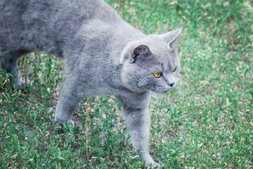 Naklejka na ściany i meble Grey british cat lying in the green grass. British blue cat posing. cute funny cat close up. Cat walking on the grass