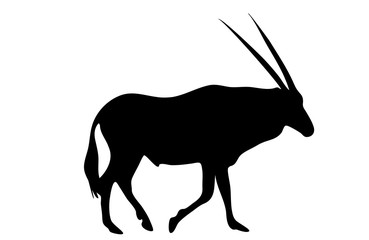 View on the silhouette of a gemsbok - digitally hand drawn vector illustraion