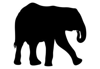View on the silhouette of an african elephant - digitally hand drawn vector illustration