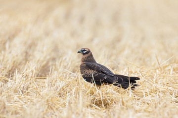 Circus pygargus on the wheat field