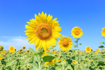 Sunflowers (Helianthus) close-up summer season