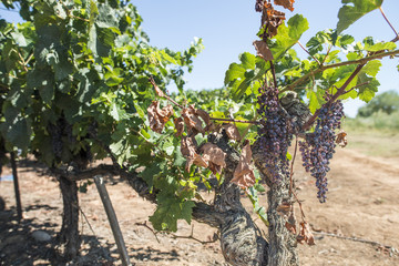 Fototapeta na wymiar Withered grapes