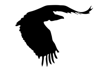 View on the silhouette of a african vulture - digitally hand drawn vector illustraion