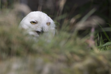 Obraz premium snowy owl