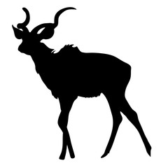 View on the silhouette of a greater kudu- digitally hand drawn vector illustraion