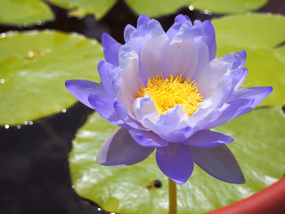 Lotus flower