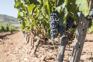 Red wine grapes.