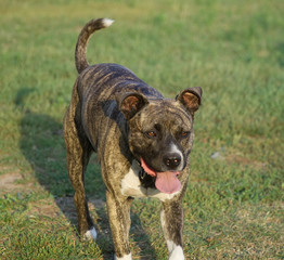 Tiger stripes pitbull (amstaff) dog