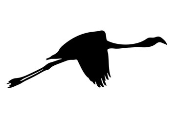 View on the silhouette of a flamingo - digitally hand drawn vector illustraion
