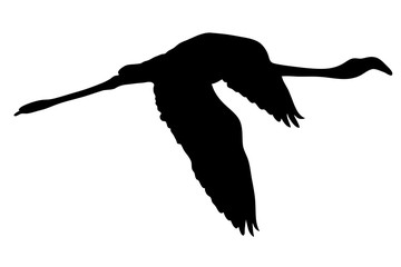View on the silhouette of a flamingo - digitally hand drawn vector illustraion
