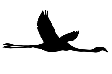 View on the silhouette of a flamingo - digitally hand drawn vector illustraion