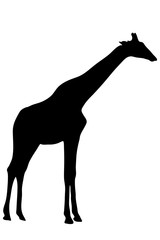 Fototapeta premium View on the silhouette of a giraffe - digitally hand drawn vector illustraion