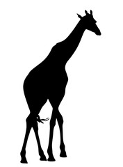 View on the silhouette of a giraffe - digitally hand drawn vector illustraion
