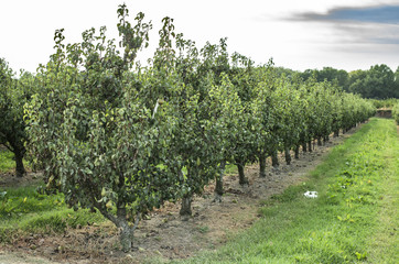Fototapeta na wymiar Pears in orchard.