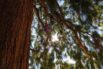 Impressive mammoth tree with sun rays breaking through the deciduous tree