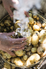 Washing freshly harvested potatoes