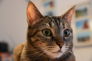 Gesicht einer getigerten Katze