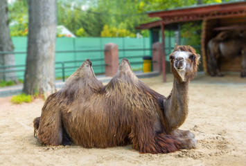 The two-humped camel lies on the sand. Nizhny Novgorod, Russia.