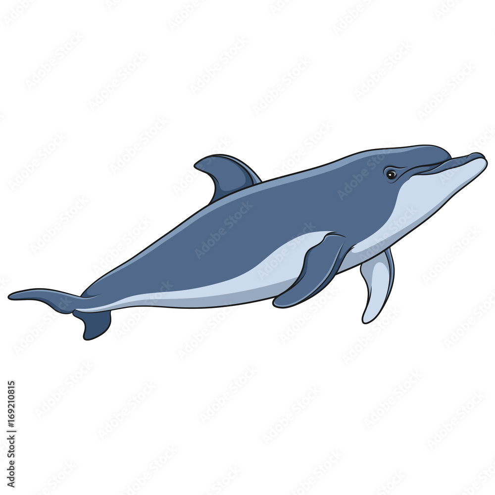 Poster color vector image of a dolphin. isolated object on white background.