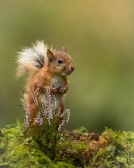 Red Squirrel sat on a green mossy ground with a sprig of heather and green background.