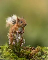 Fotobehang Red Squirrel zat op een groene, bemoste grond met een takje heide en een groene achtergrond. © L Galbraith