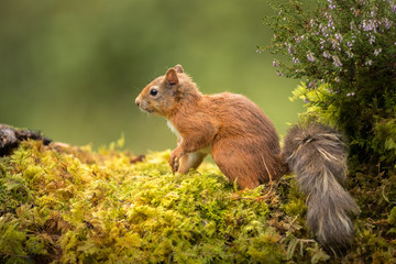 Side on view of a Red Squirrel sitting on a green mossy ground with a sprig of heather and green background.