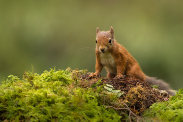 Red Squirrel peeking or looking over a green moss mound with green background.