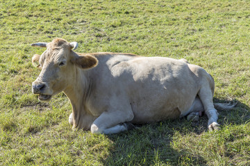 cow relaxes at the green meadow