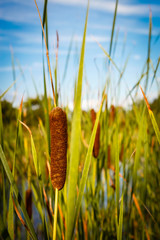 Reed grass of a pond during the summer