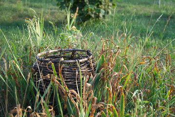 A withy basket on the ground as a decoration of the garden in the village                               
