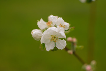 Apple blossom after the rain - raindrops