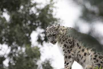 Obraz premium snow leopard