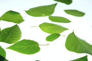 green leaves on white background.