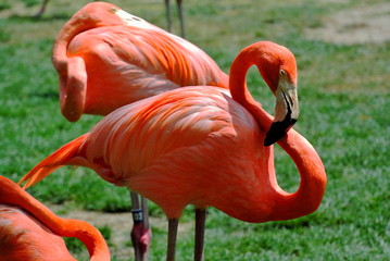 Flamingo