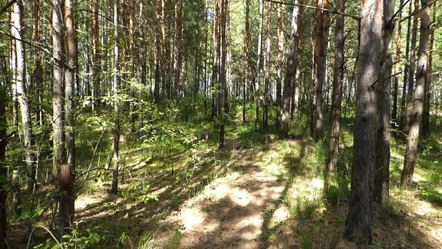 Russian forest - natural background. Summer sunny day, small path among high pines and green grass. Wild nature. Woodland scenery.